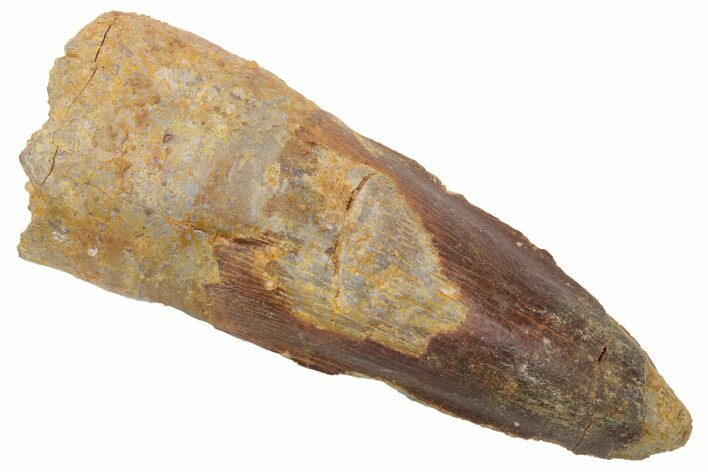 Fossil Spinosaurus Tooth - Real Dinosaur Tooth #235839